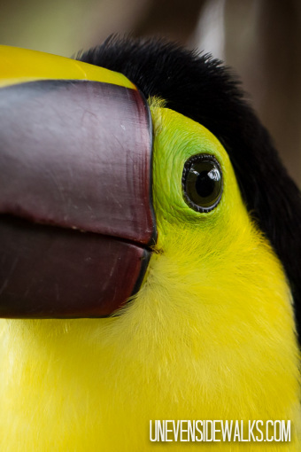 Toucan Eye Up Close